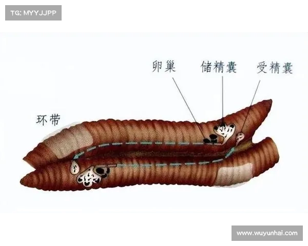 人类交配与动物世界的对比:情感、文化与生理的复杂性 人类交配与动物世界的对比:情感、文化与生理的复杂性